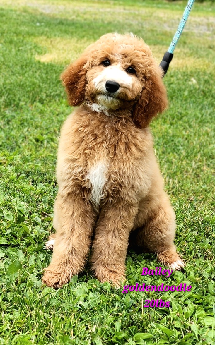 Bailey goldendoodle 20 lbs