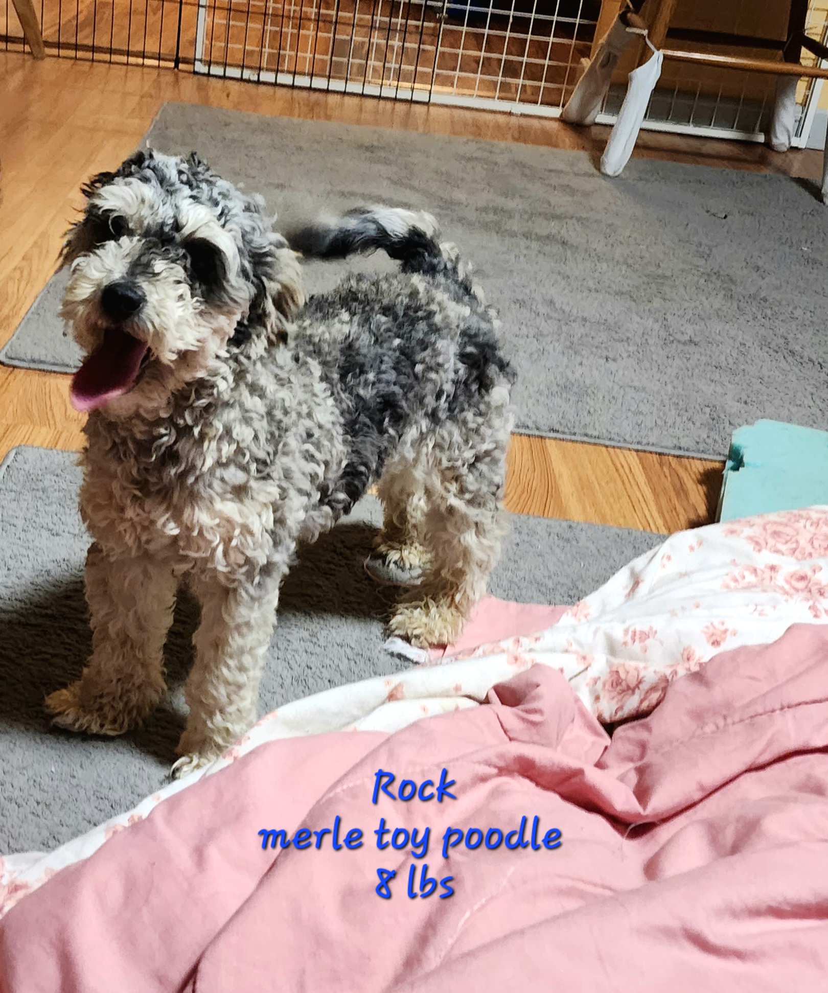 Rock Merle Toy Poodle 8 lbs