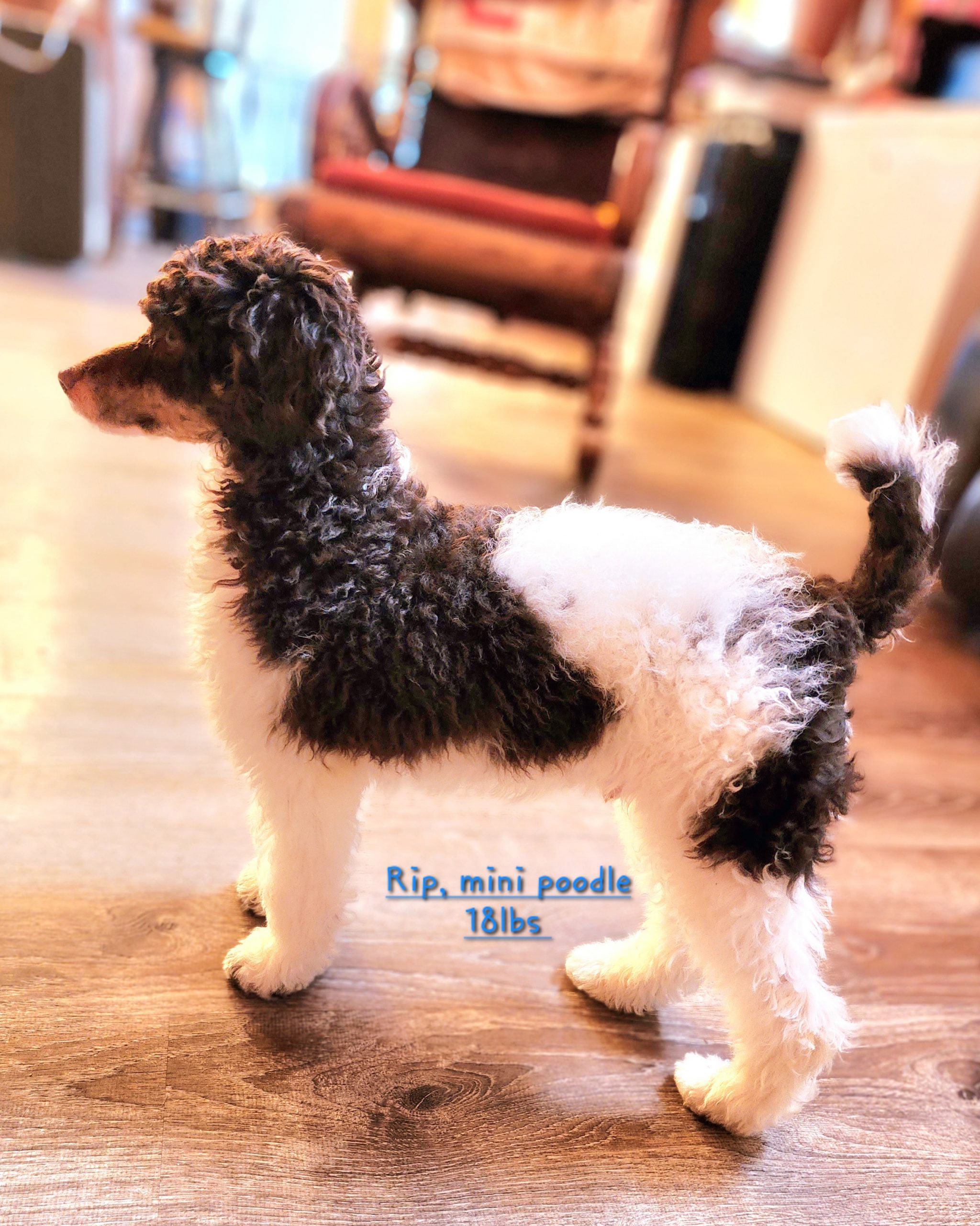 Rip Mini Poodle 18 lbs