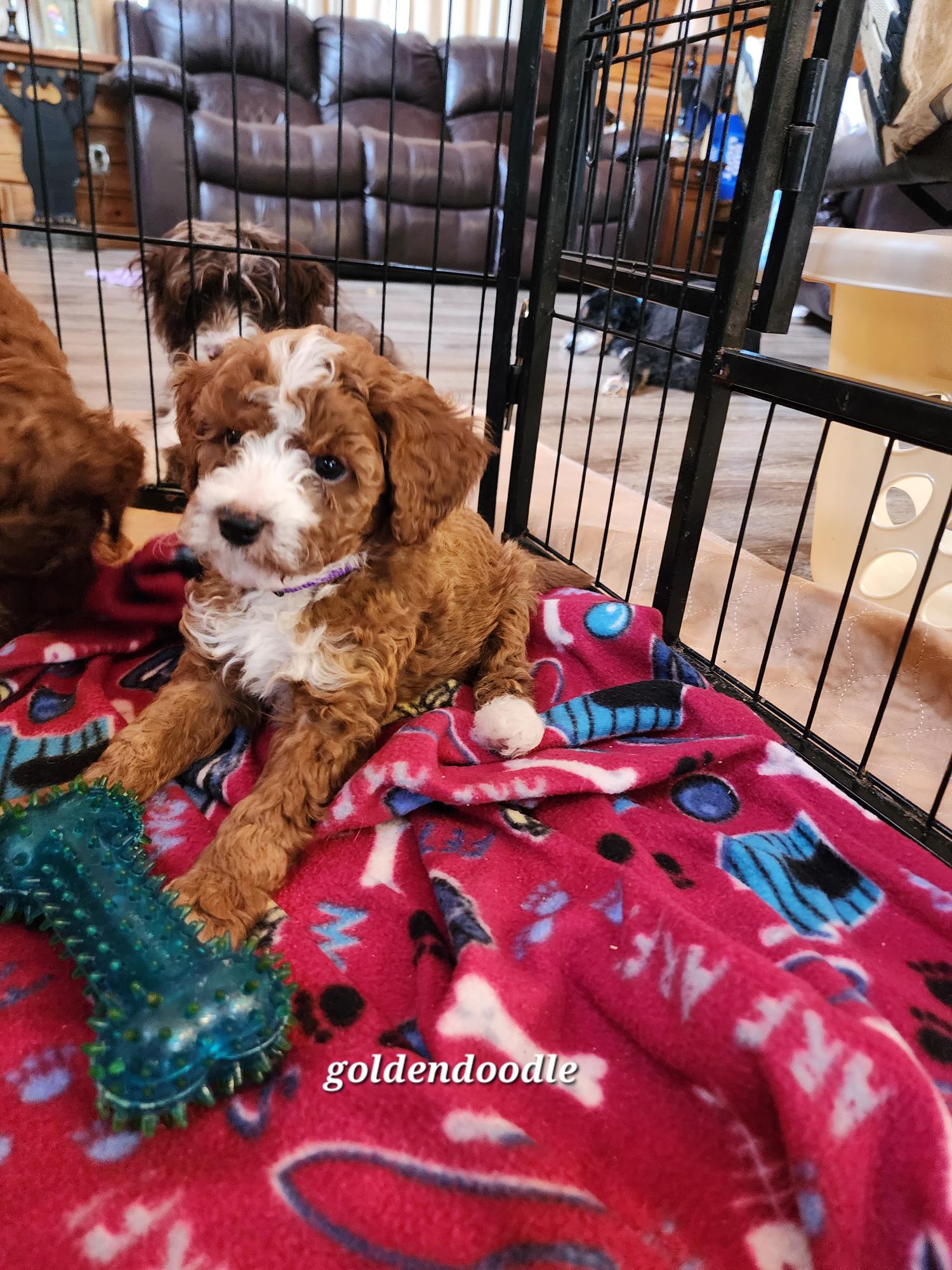 brown and white goldendoodle puppy with toy