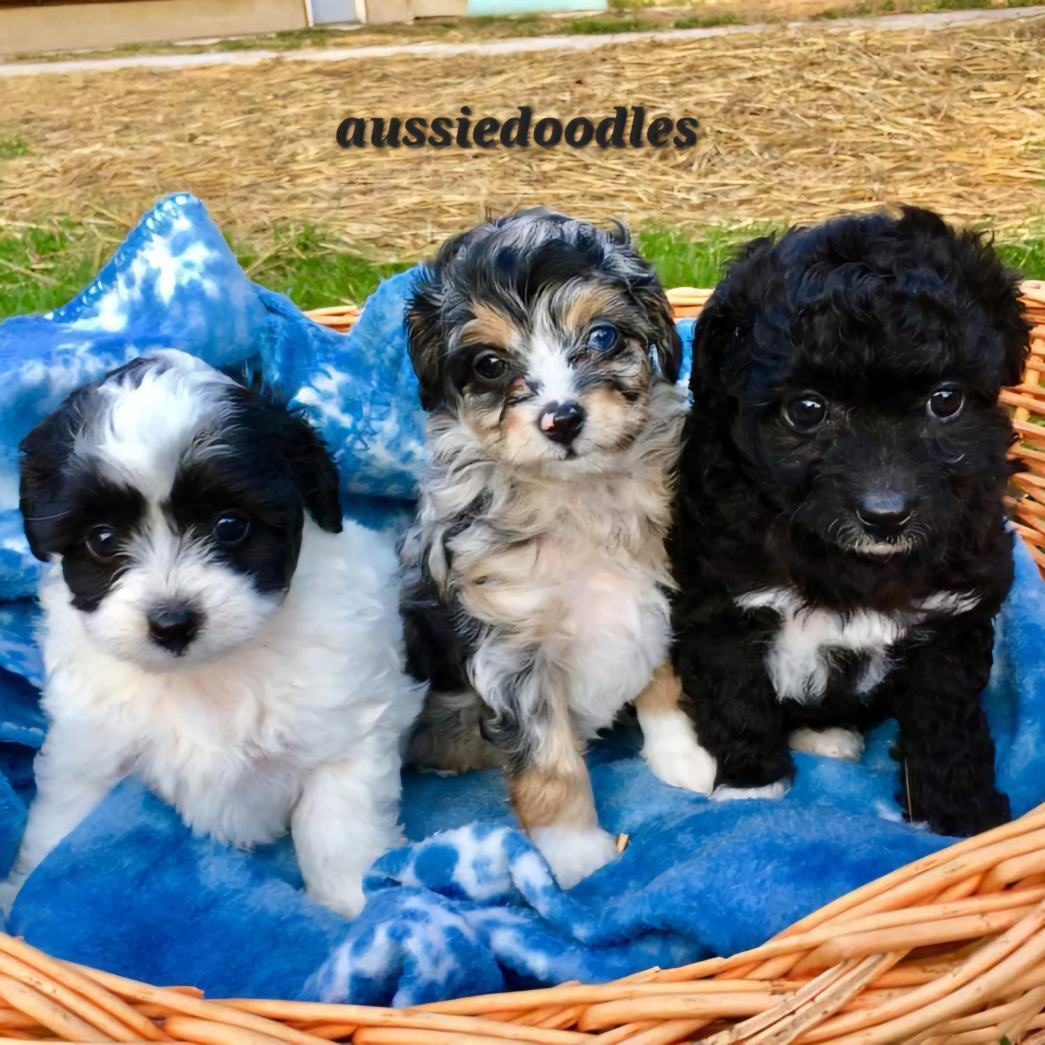 three different colored aussiedoodle puppies in a basket