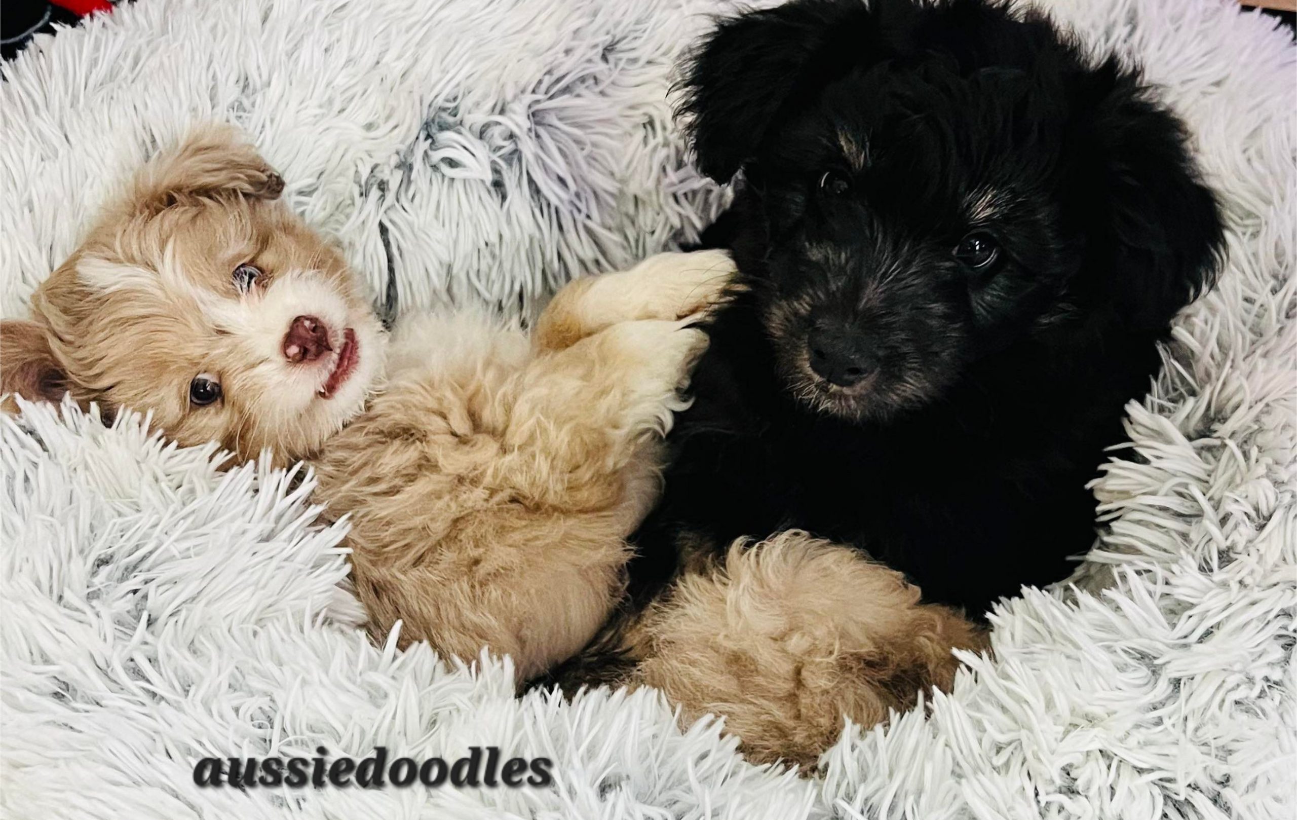 Mini Aussiedoodle and Goldendoodle puppies