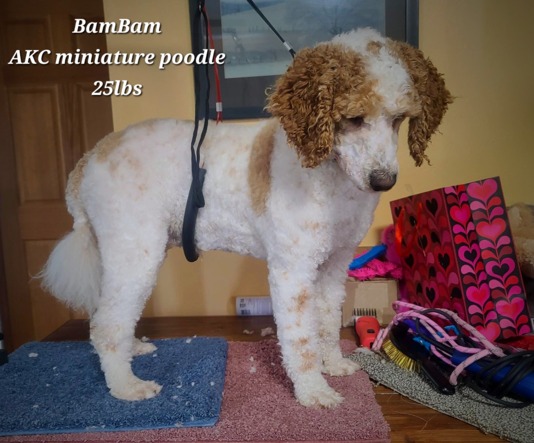 BamBam AKC Mini Poodle 25 lbs