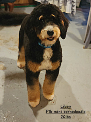 F1b mini bernedoodle named Libby who is 20 lbs