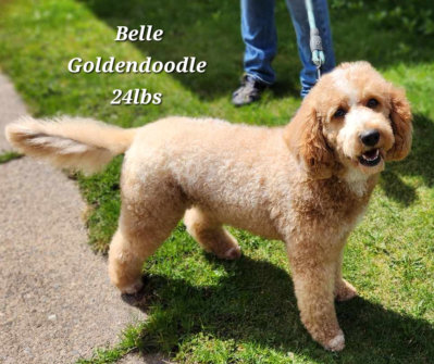 Belle a Goldendoodle that is 20lbs