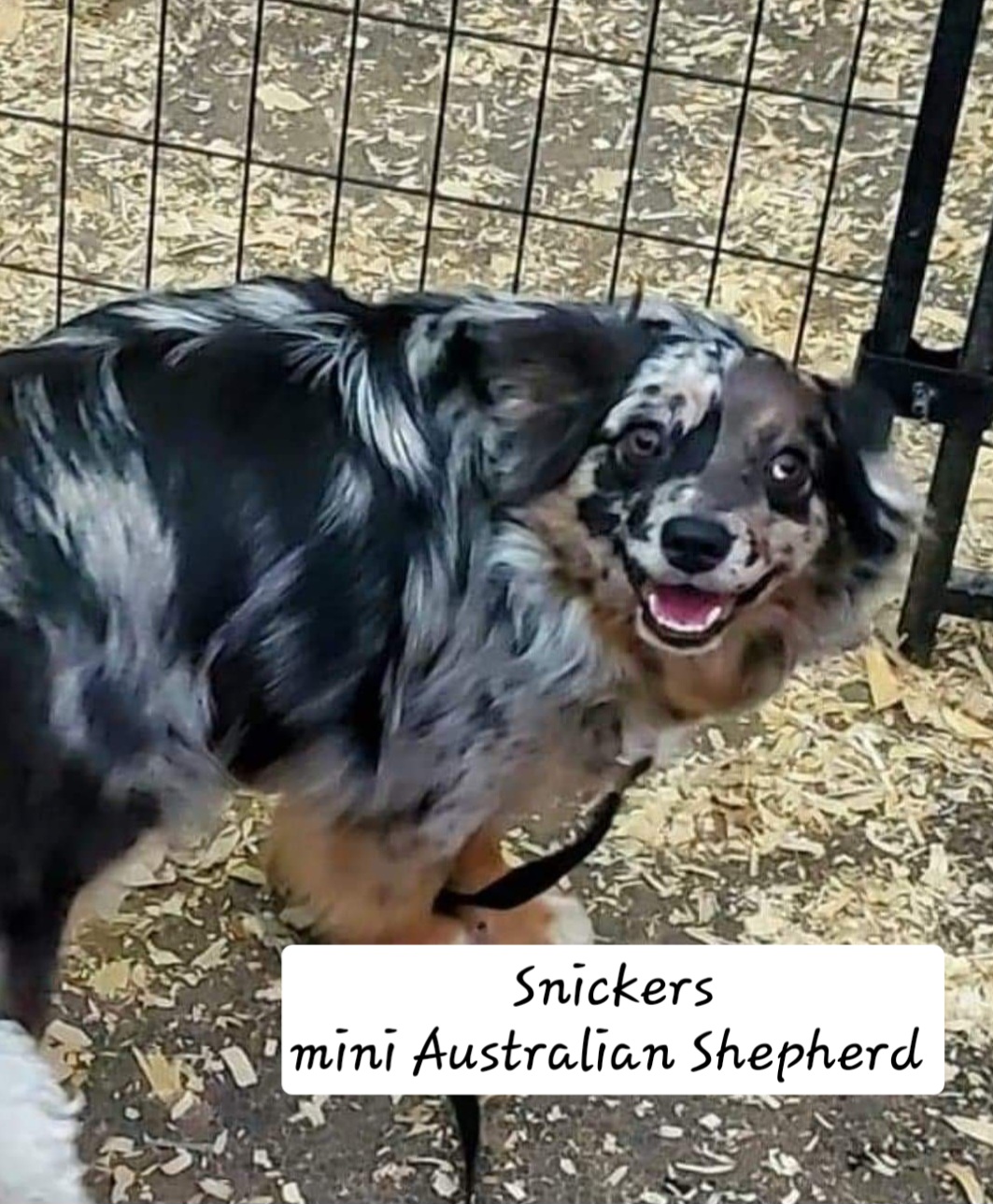Mini Australian Shepherd named Snickers